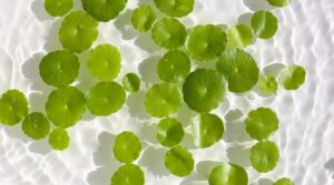 Scopri di più sull'articolo Beauty in pillole: Centella Asiatica