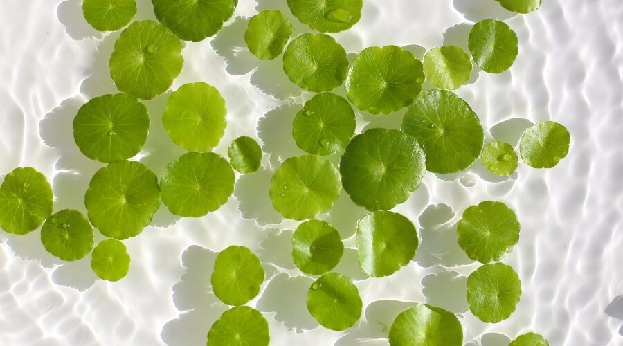 Scopri di più sull'articolo Beauty in pillole: Centella Asiatica