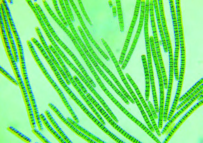 Scopri di più sull'articolo Beauty in pillole: Spirulina