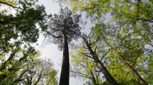 Scopri di più sull'articolo Beauty in pillole – Pinus pinaster: il potere antiossidante e rigenerante di Pantrofina® Skin 360