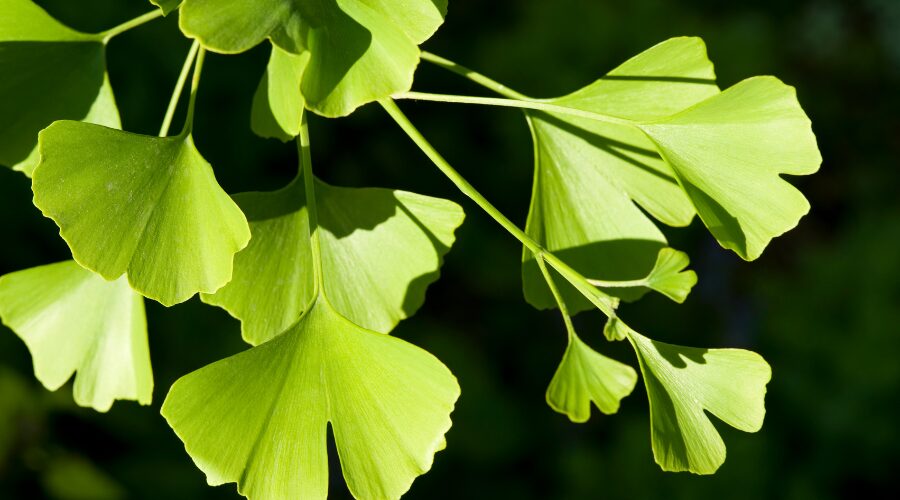 Scopri di più sull'articolo Beauty in pillole – Ginkgo biloba: il segreto naturale di longevità e resilienza per la pelle