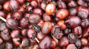 Scopri di più sull'articolo Beauty in pillole – Karité: l'”oro” delle donne