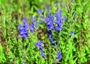 Scopri di più sull'articolo Beauty in pillole – Berberina e Scutellaria Baicalensis