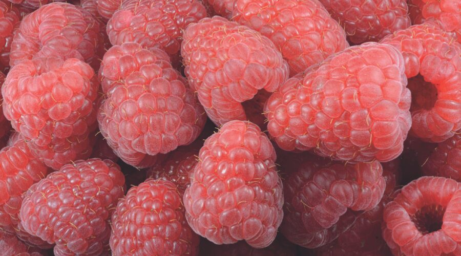 Al momento stai visualizzando Beauty in pillole – Niacinamide e polifenoli